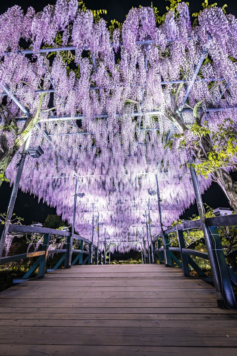 よしと tweet media