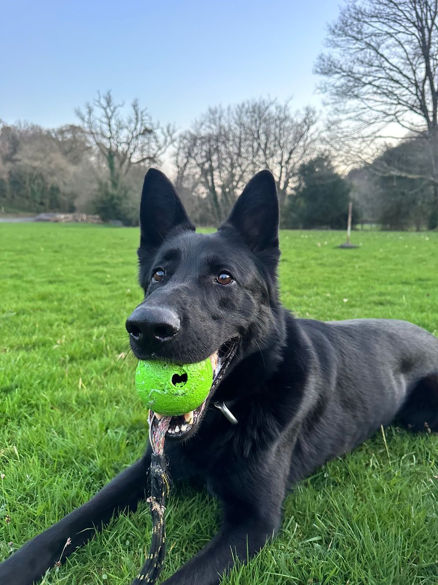 Devon Police Dogs tweet media