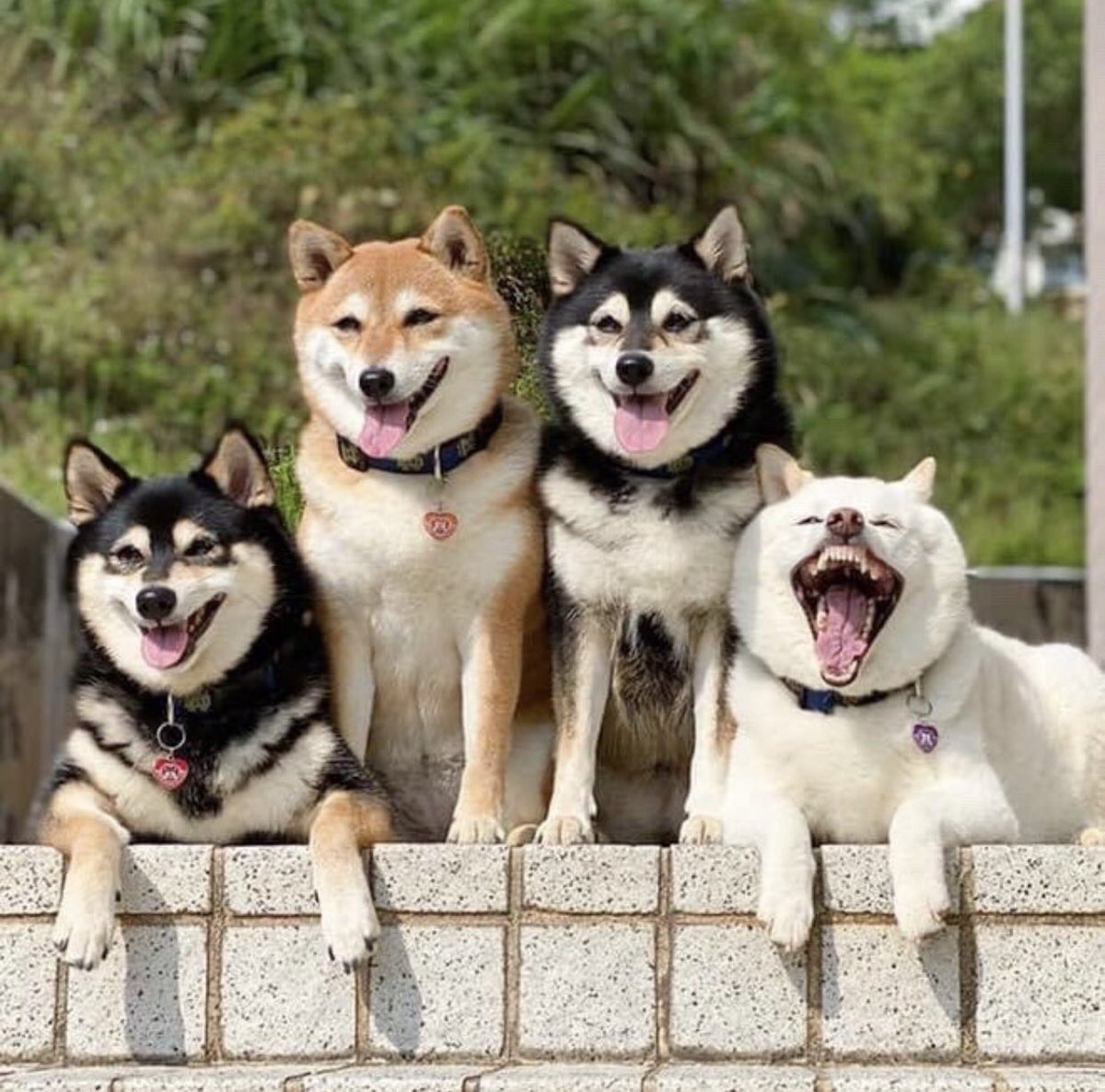 Cat is life ~猫は人生~ tweet media