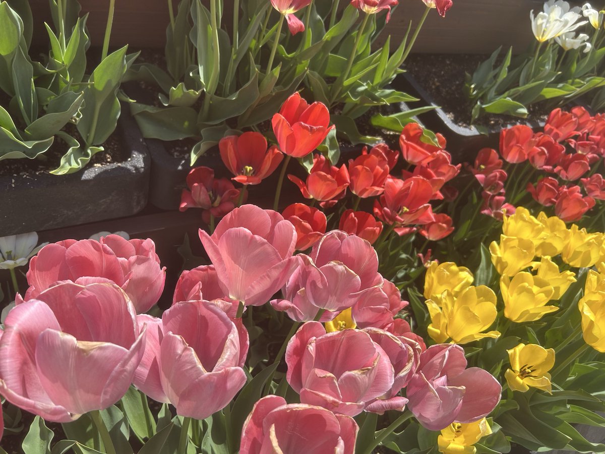 Fyerisu（ふぇりすぅ）/Ship10 tweet media