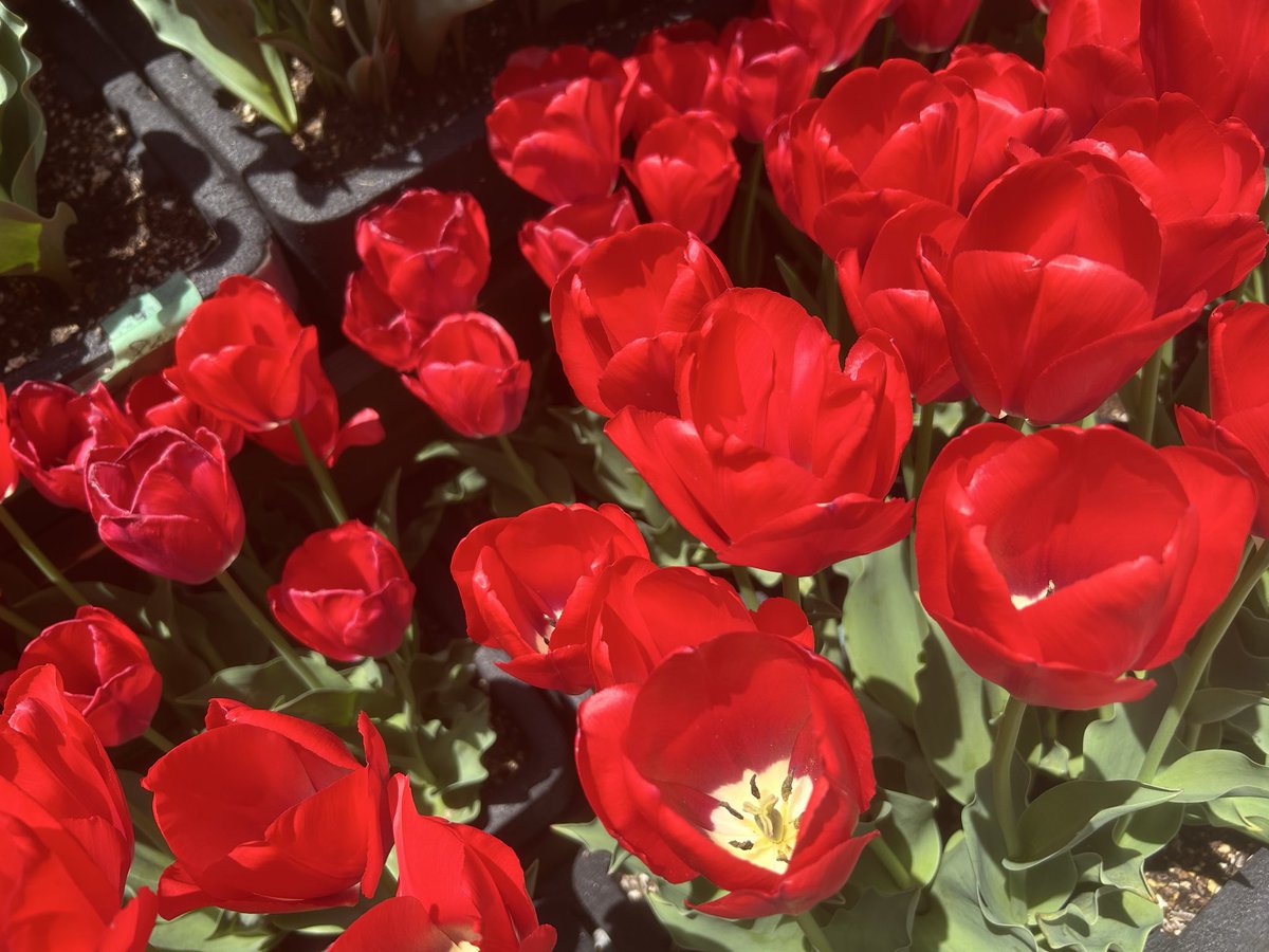 Fyerisu（ふぇりすぅ）/Ship10 tweet media