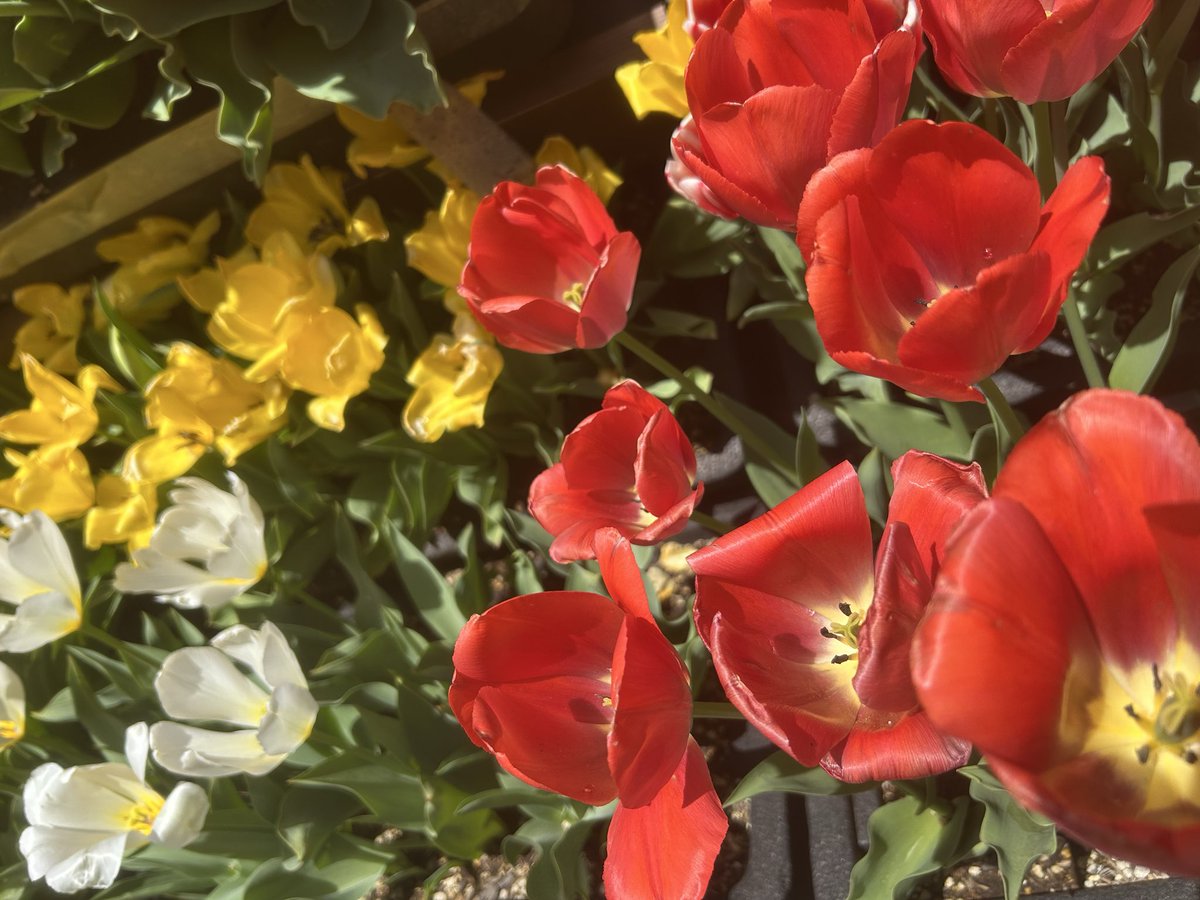 Fyerisu（ふぇりすぅ）/Ship10 tweet media