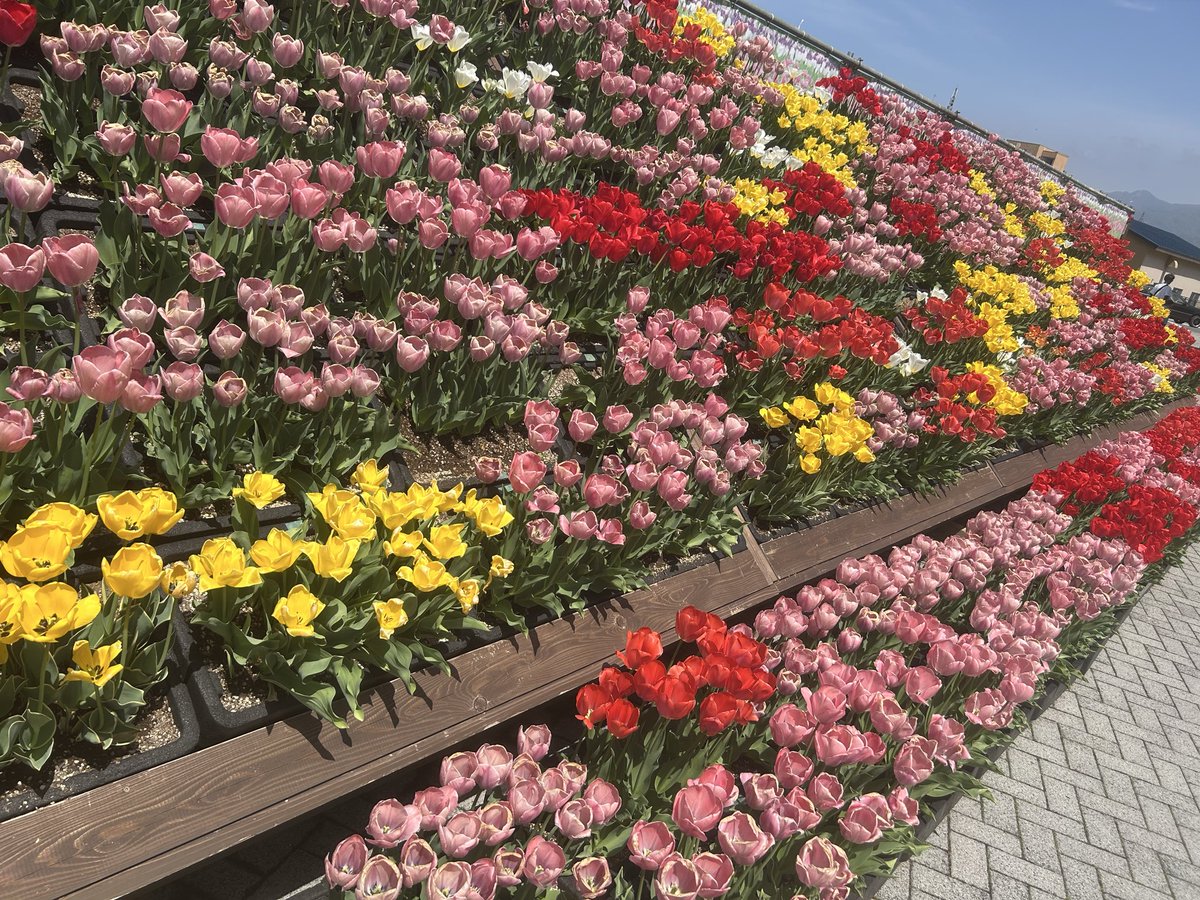 Fyerisu（ふぇりすぅ）/Ship10 tweet media