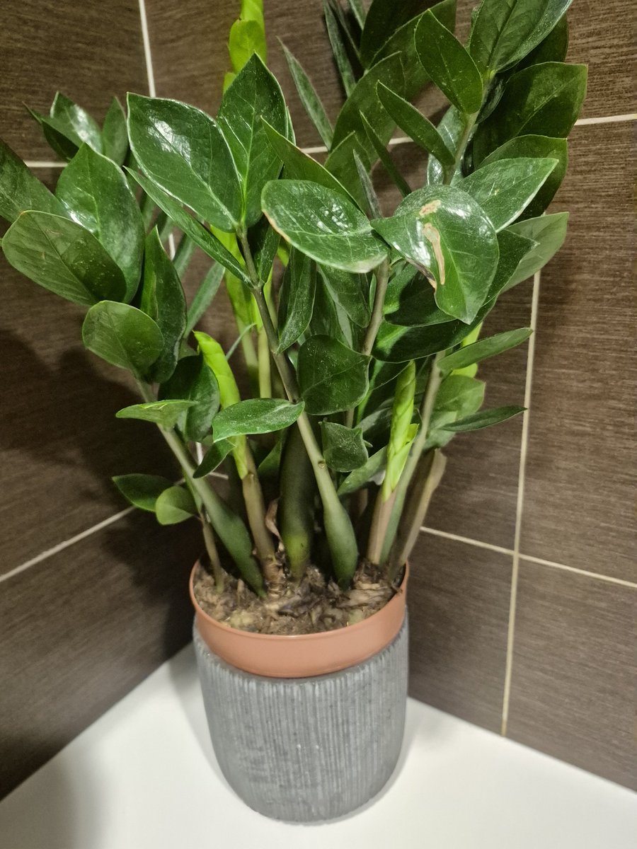 Andżela z Łukowa tweet media