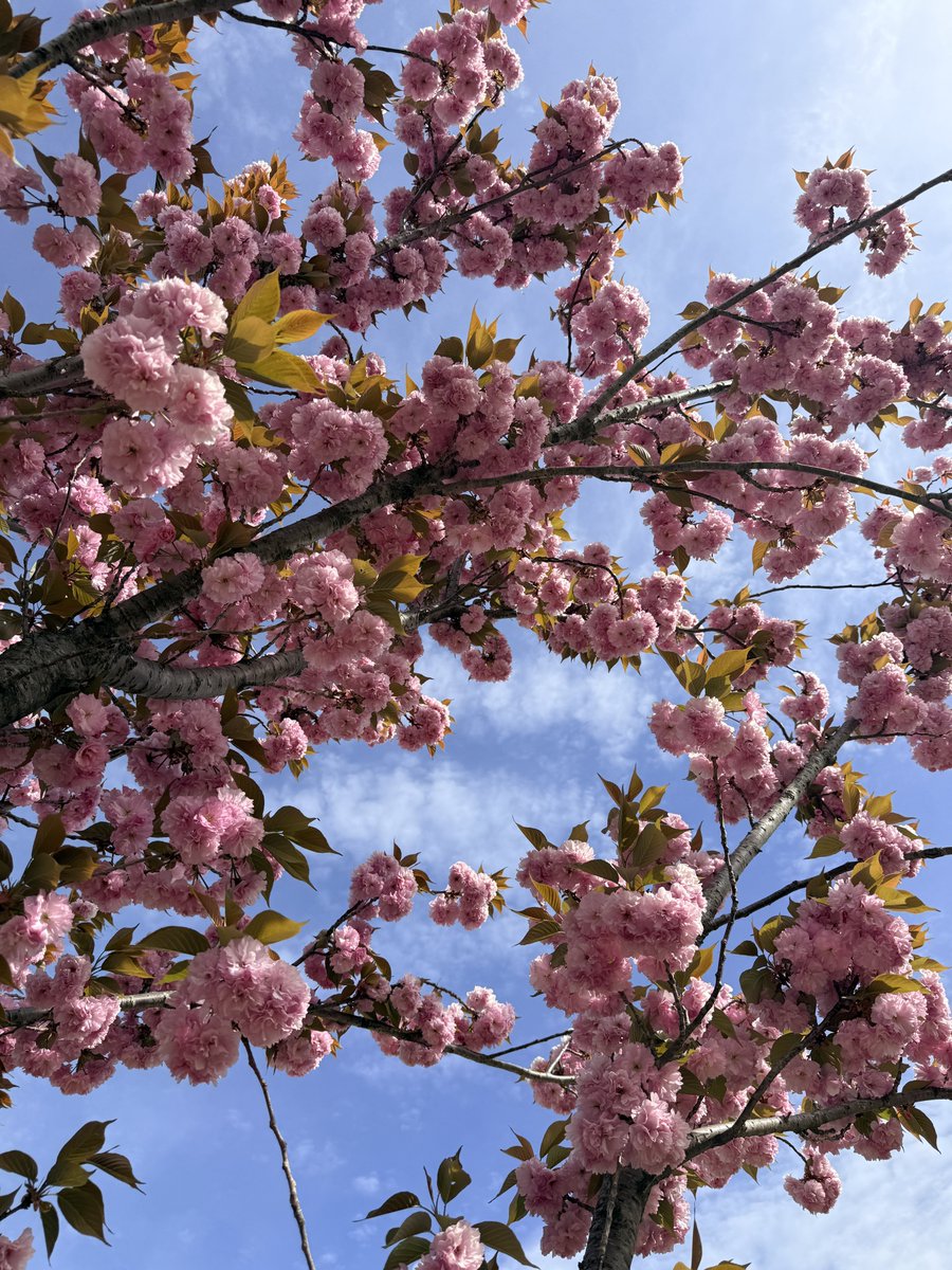 불국사 겹벚꽂이 미쳤어요🌸