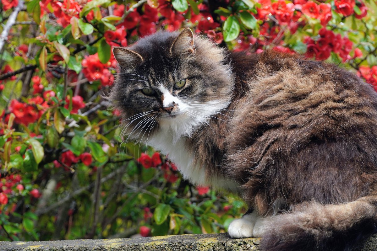 田代島猫散歩2 tweet media