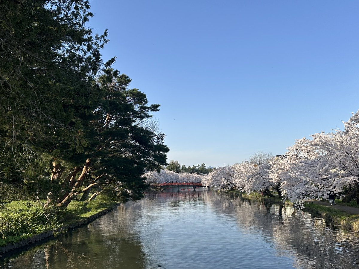 この世で最も美しい景色の一つ、弘前城公園の満開の桜♪