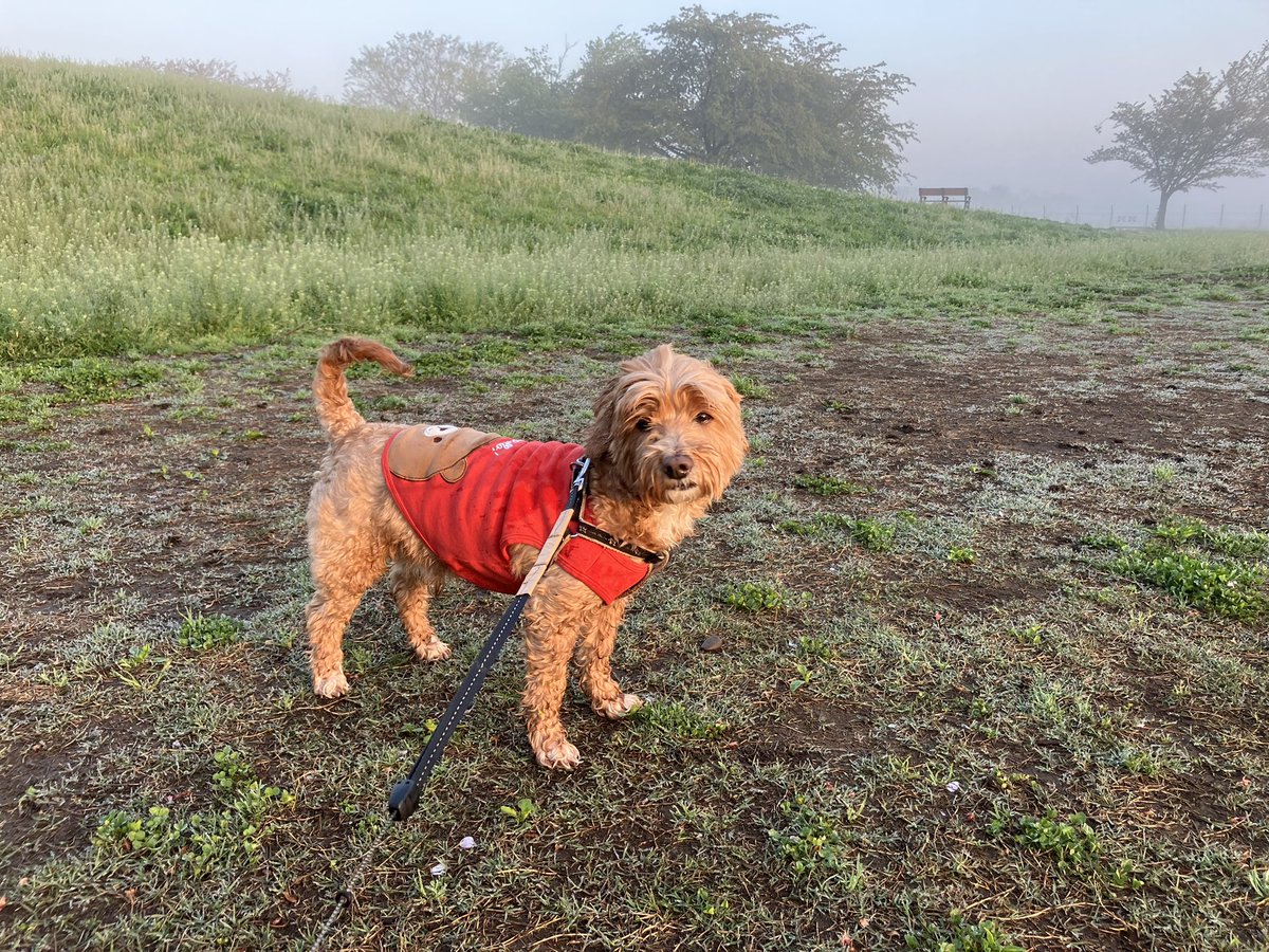 emu_furniture's tweet image. ずいぶん前に作った古材のベンチです(^-^)
使わなくなったのでメルカリに出品しました。

朝靄のプーと妻のケージの上でくつろぐふくまるです🐶🐱

#DIY
#ハンドメイド
#マルプー
#猫