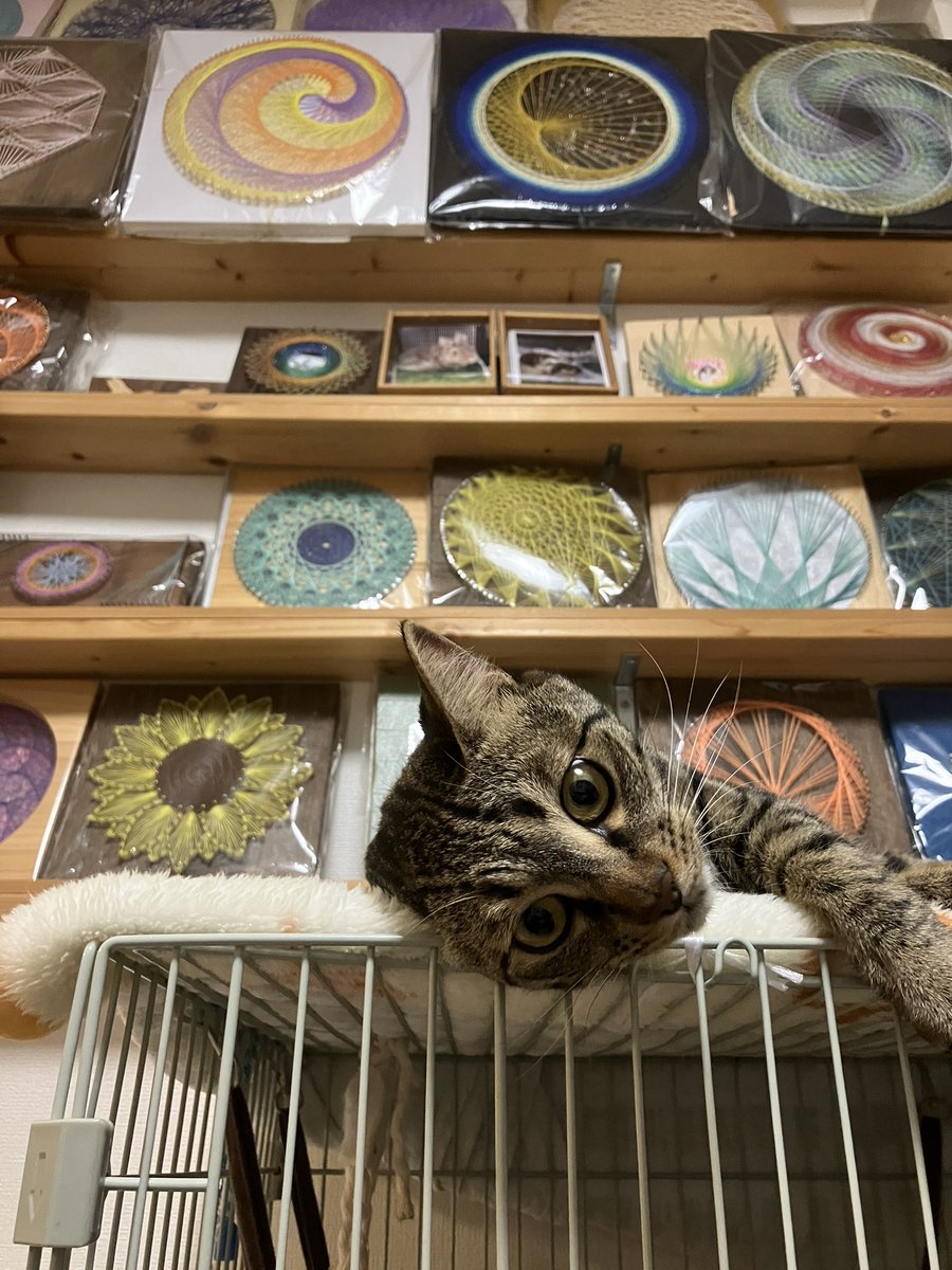 emu_furniture's tweet image. ずいぶん前に作った古材のベンチです(^-^)
使わなくなったのでメルカリに出品しました。

朝靄のプーと妻のケージの上でくつろぐふくまるです🐶🐱

#DIY
#ハンドメイド
#マルプー
#猫