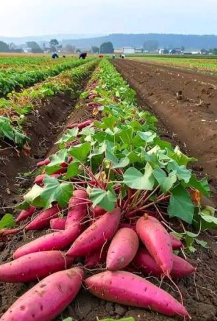 Niyonshuti40519's tweet image. Nothing beats the feeling of a successful harvest! 🍠✨ These fresh sweet potatoes are straight from the field and ready for the table. From farm to fork, the hard work pays off. 🌿🚜
#FarmLife #HarvestSeason #SweetPotatoes #OrganicFarming