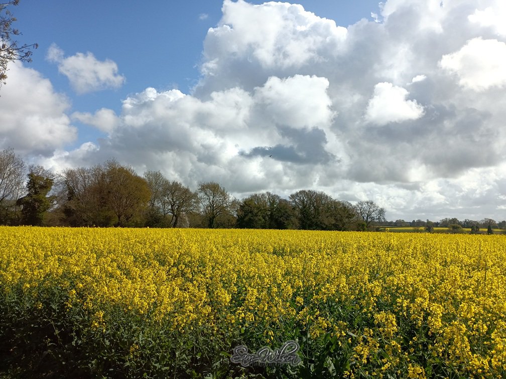 SamWlandscapes's tweet image. Yellow fields of home #sundayyellow #landscapes #hampshire