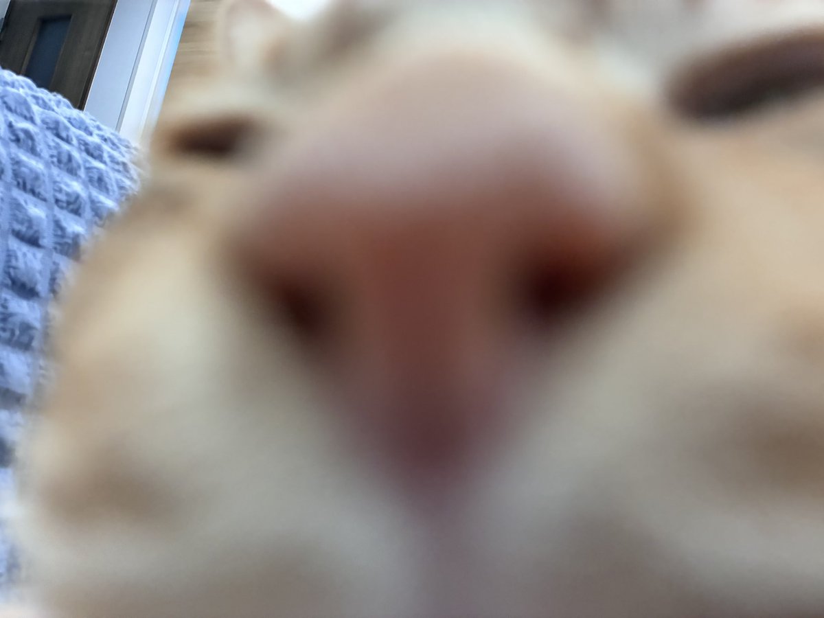 にゃむ🐈‍⬛🐾🤍 tweet media