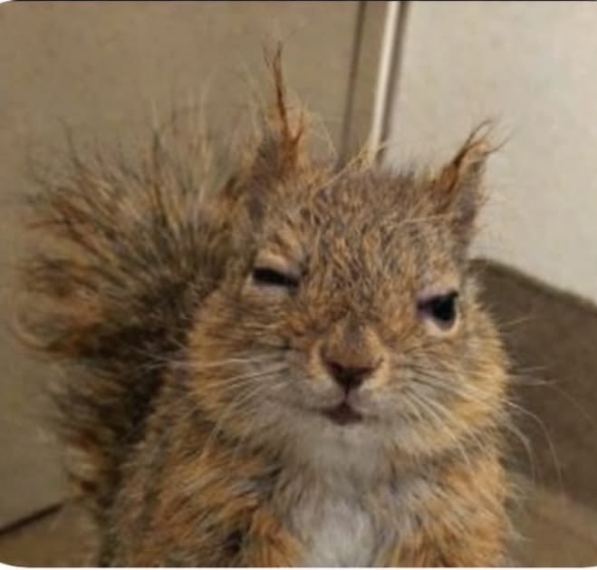 suᯓ★ tweet media