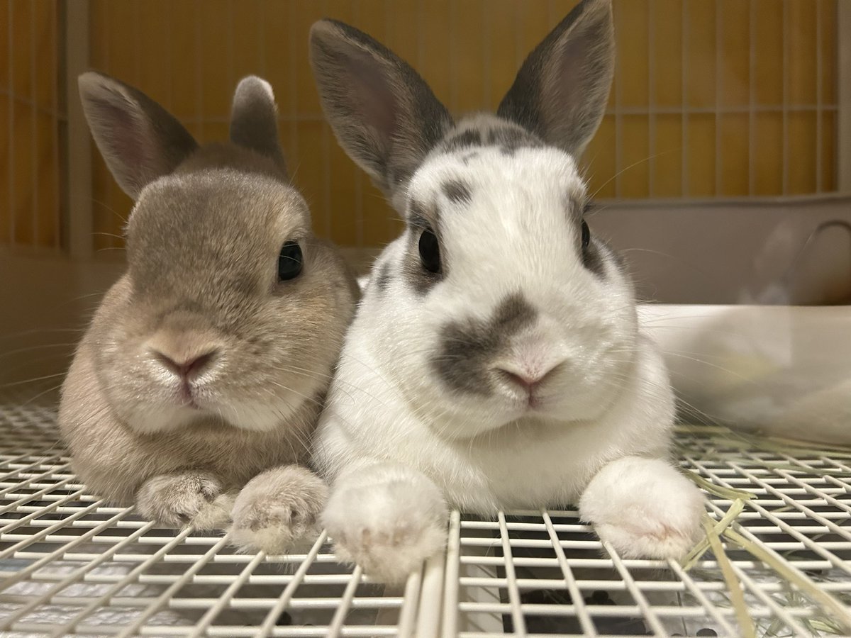 クッキー姉 tweet media