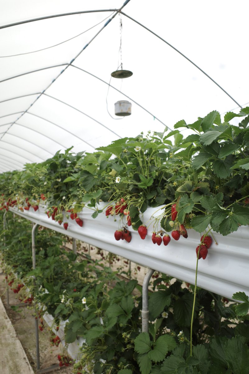 mer撮影会 tweet media