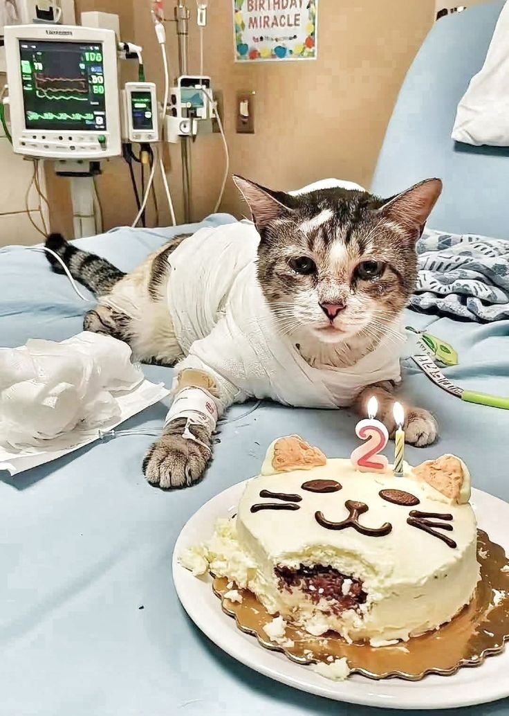 The pets only 🐾 tweet media