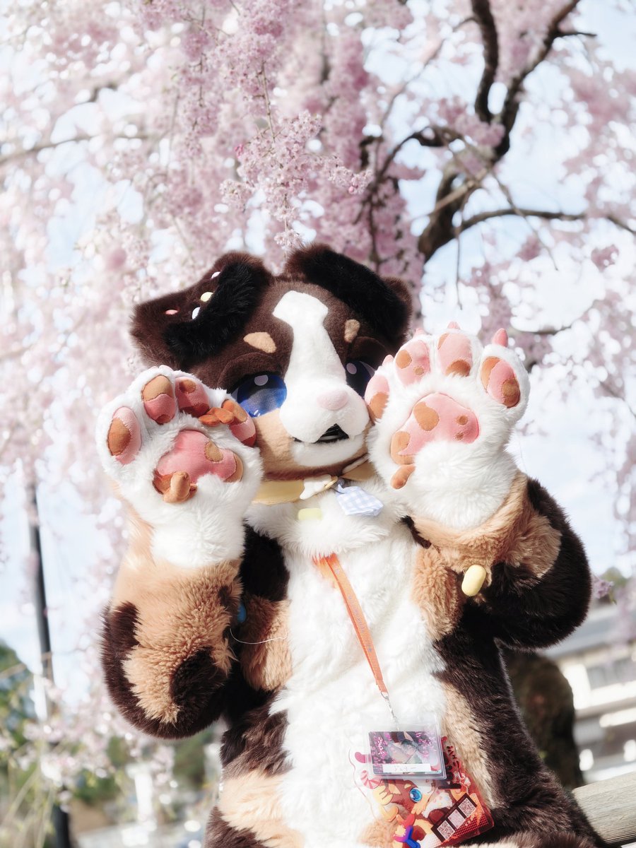 ネコタ@NEKOTA➡寺もふ tweet media