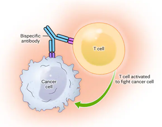 DrAkshayaJ's tweet photo. 3/
This isn’t new. Oncology has been using it quite well.
• Blinatumomab (CD19×CD3)
• Teclistamab, Elranatamab, Talquetamab (BCMA×CD3)
Bring T cells into direct contact with target cells → highly efficient killing.
#Onconeph #NephTwitter
@asnpublications @kdjhaveri https://t.co/KTLFXtUdoJ