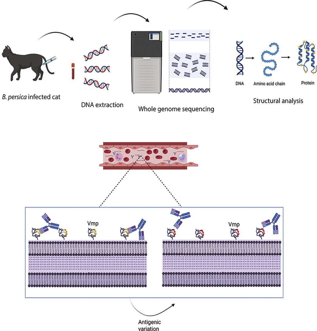 MicrobesInfect's tweet image. Genomic and structural analysis of major antigenic proteins' variability in the human relapsing fever spirochete Borrelia persica.

Antigenic variation in TBRF #Borrelia preserves Vlp structure despite sequence diversity.

sciencedirect.com/science/articl… #OpenAccess #microbiology