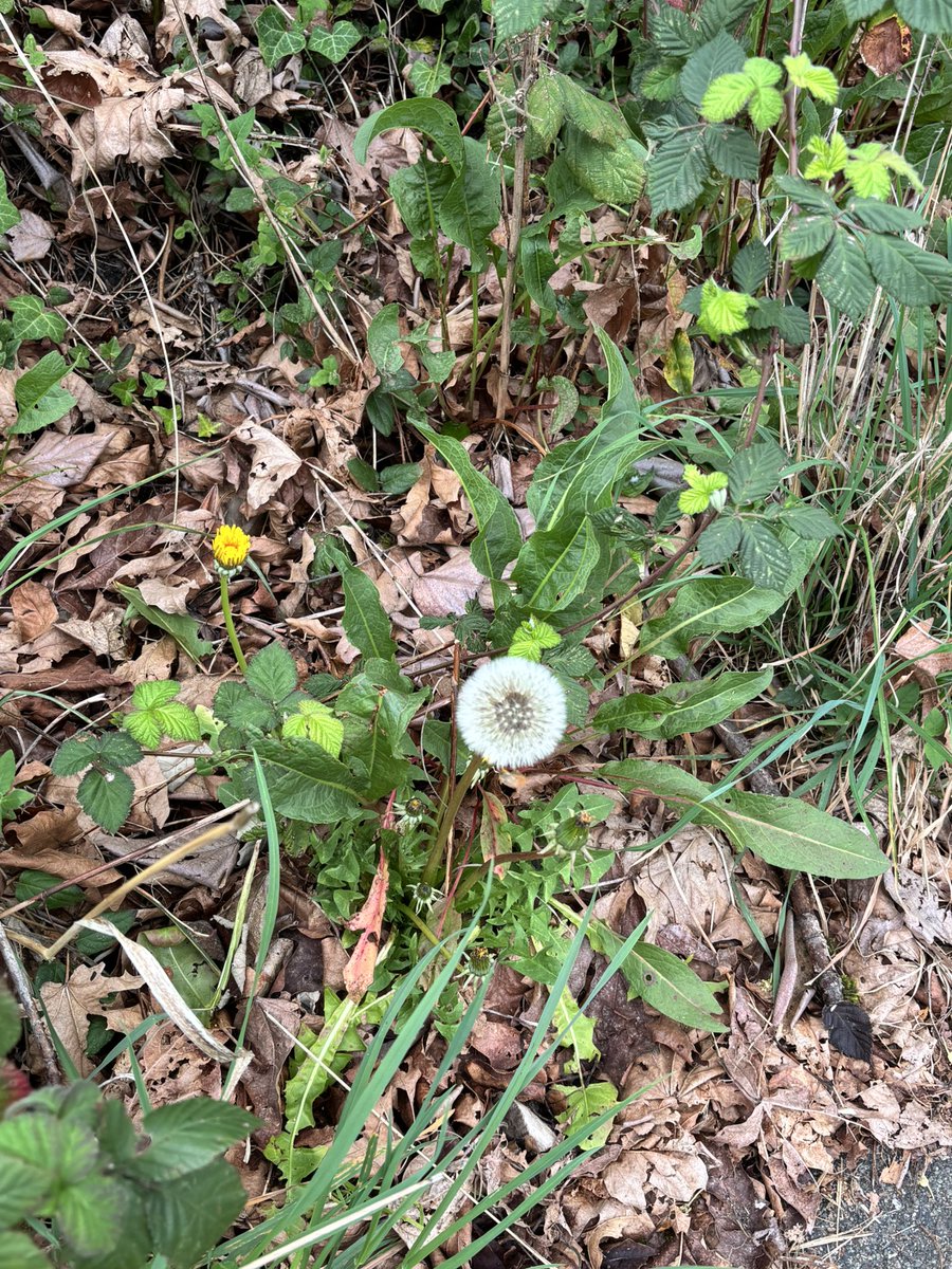 阿巴吧 tweet media