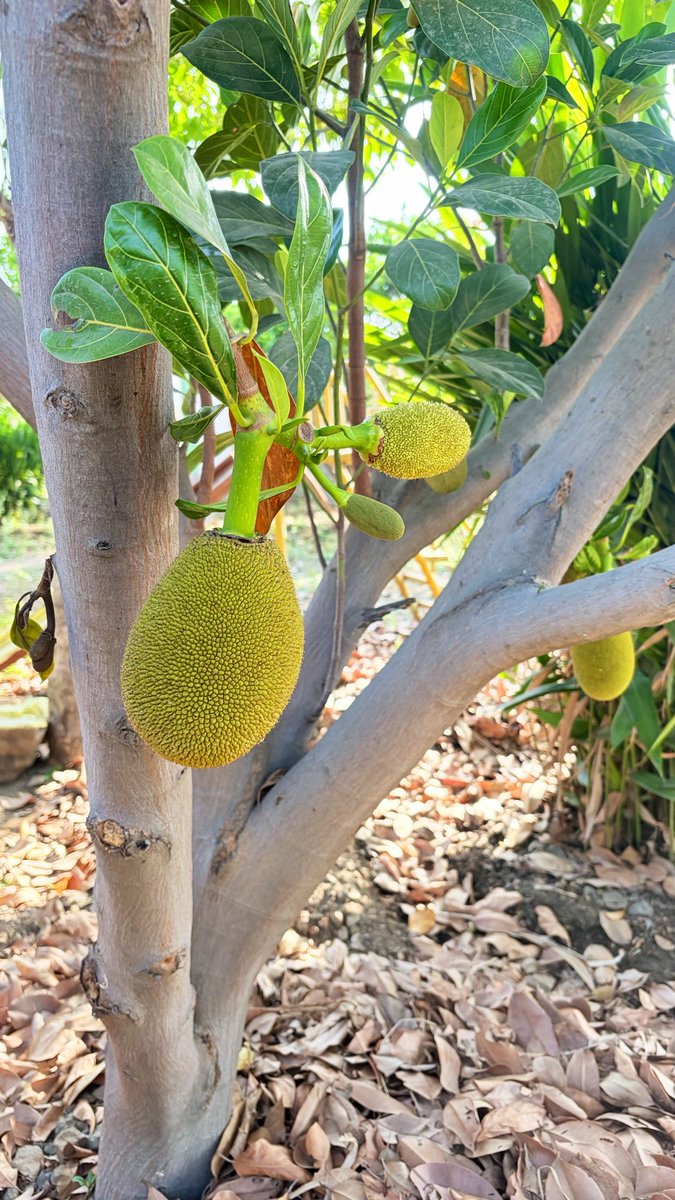 rasasocials's tweet image. Sunday in Nagpur is meant made for this: Private farm Lunch. No rush, just roots. Limited slots! 

DM ‘ESCAPE’ + your group size for full brochure, pricing &amp;amp; map.

 #Nagpur #NagpurWeekends 
#plants #jackfruit