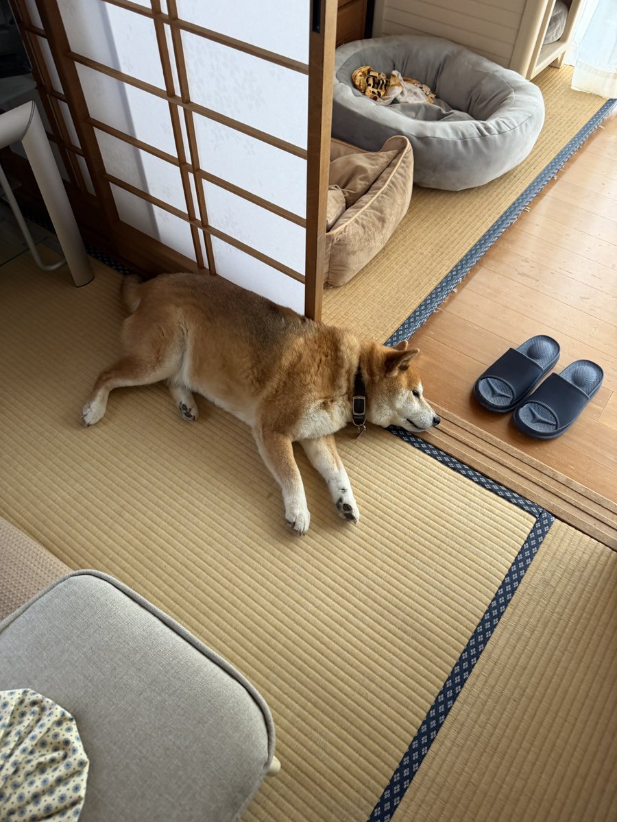 ちゃーるず　4/19長野マラソン→4/26ぎふ清流 tweet media