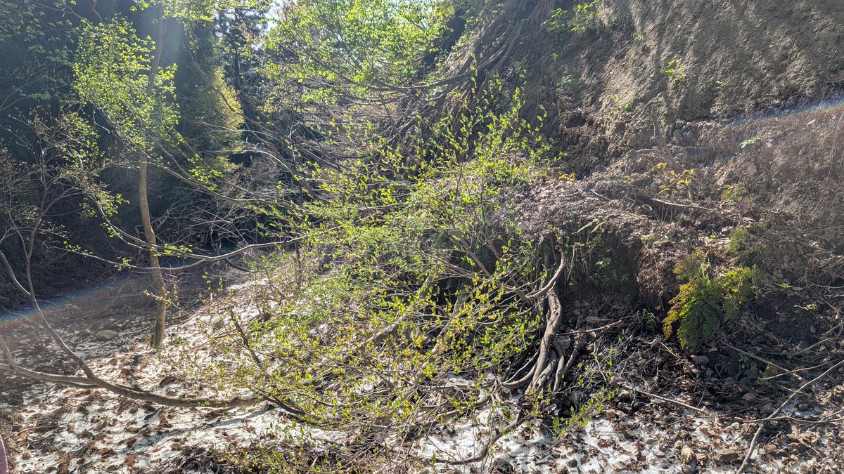 NoobowSystems 𝕏 tweet media