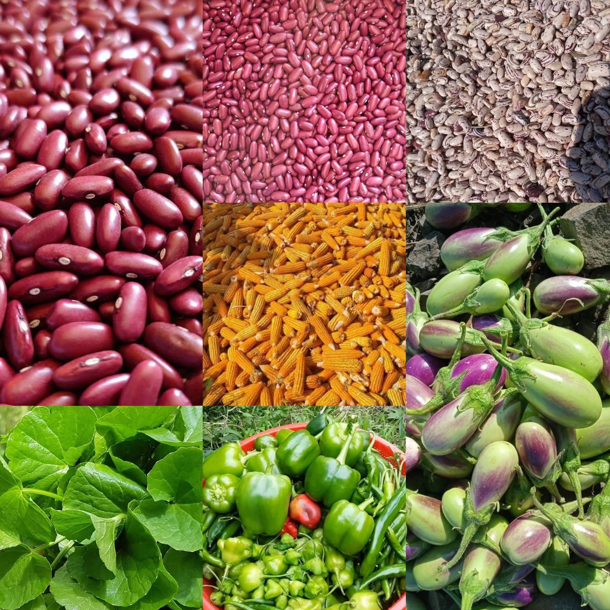 Davi76972660's tweet image. #cymera