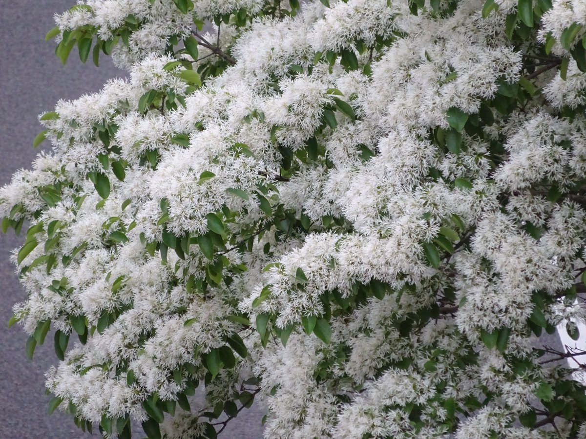 おいでよ名古屋@おいなご tweet media