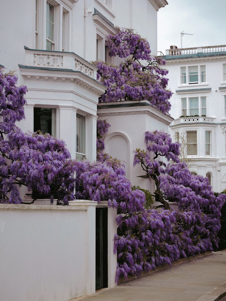 lunecrumbss's tweet photo. London’s Wisteria is back! 💜🪻 https://t.co/Kxyhs2cIvA