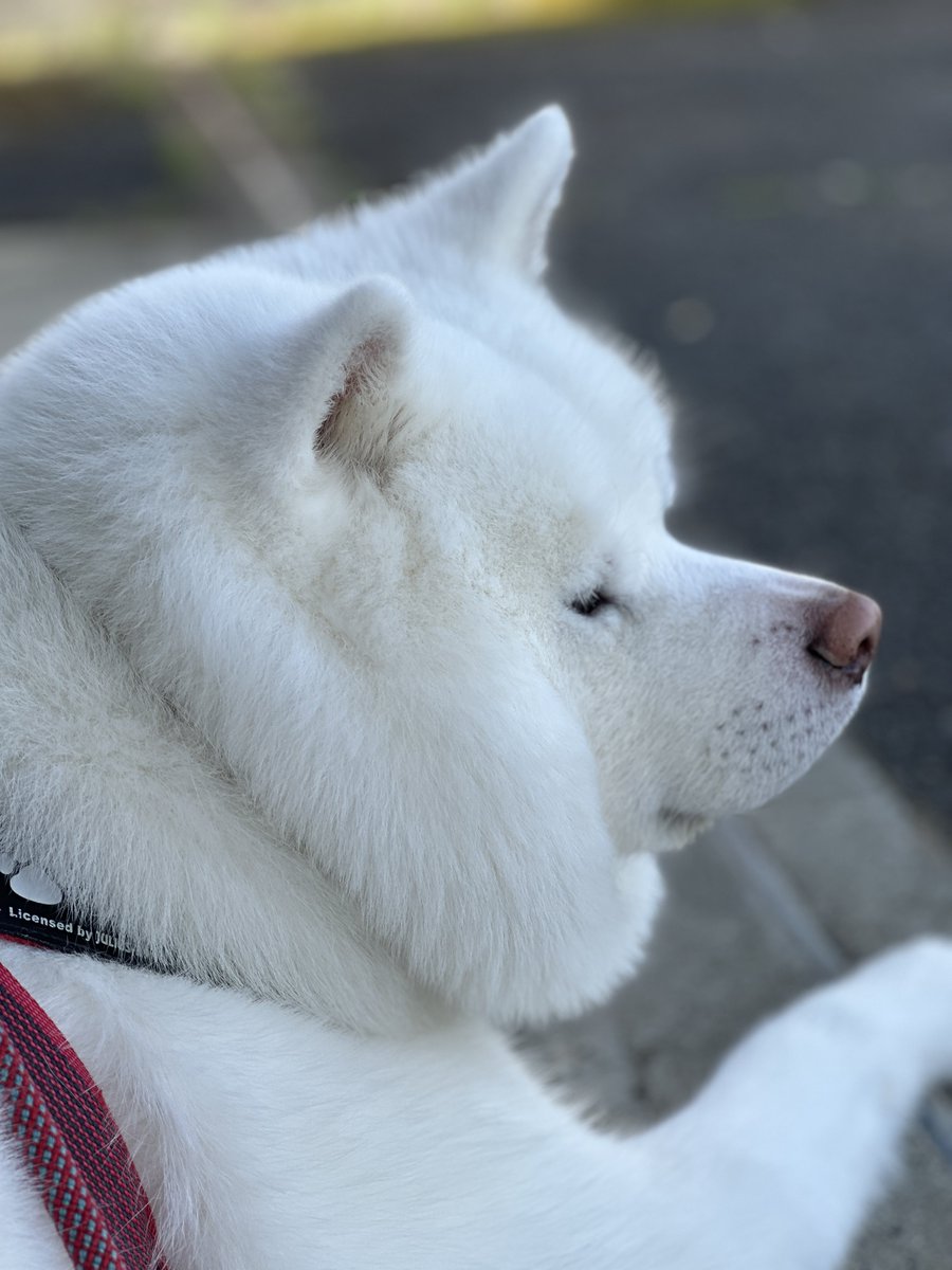 秋田犬 海 カイ♡ tweet media