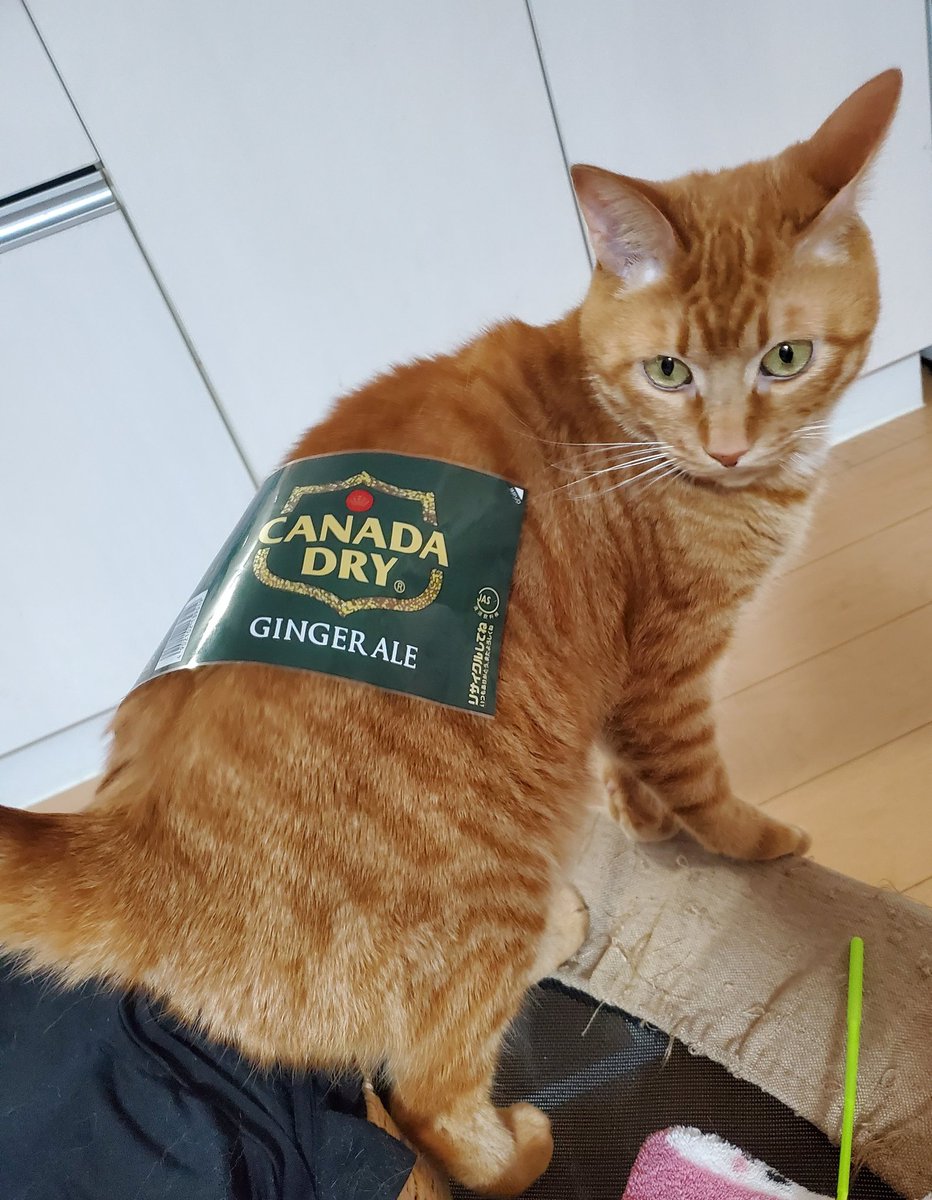 ミヌエット♀のつむぎ🐾茶トラ♂のうに tweet media