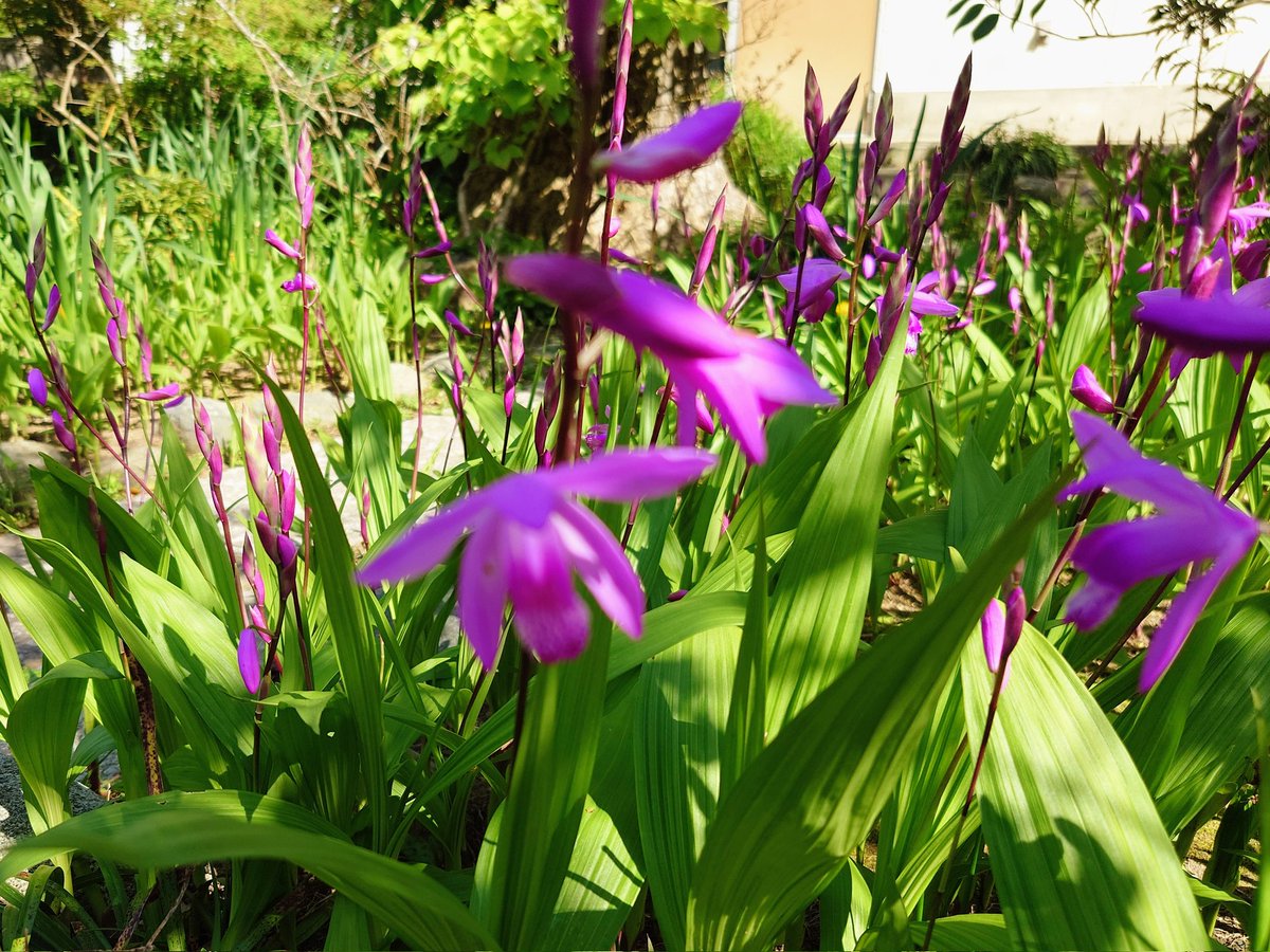 ブォナノッテ tweet media