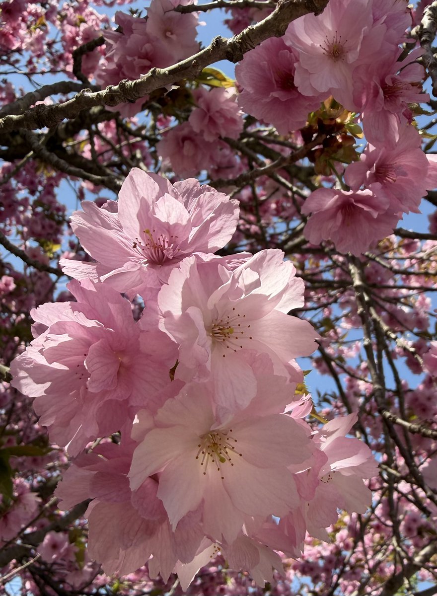 いか🫨くコ:ミ tweet media