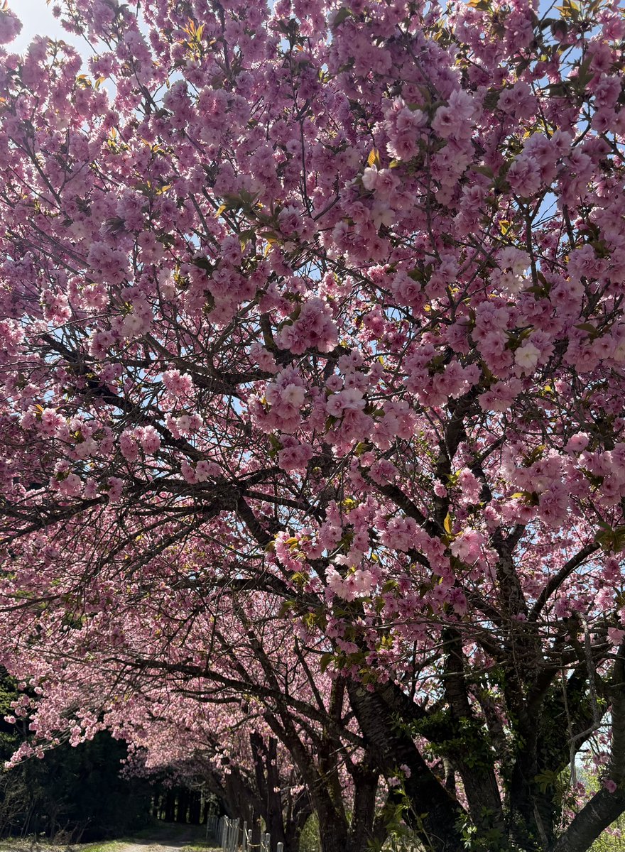 いか🫨くコ:ミ tweet media