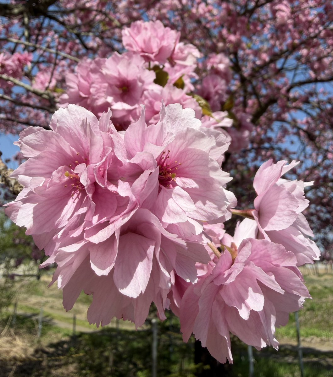 いか🫨くコ:ミ tweet media