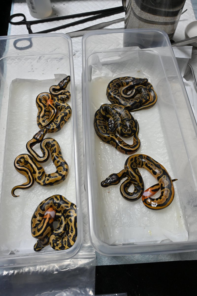 ［NUM2601-2606］OD Pied het DG（Ozzy）× Leopard DG 50%het Piedのクラッチ
興味のある方、ご相談・お問い合わせはDMからお気軽にどうぞ