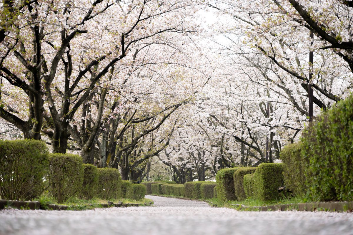 ばる☺︎︎🦭🐈‍⬛💫🌼 tweet media