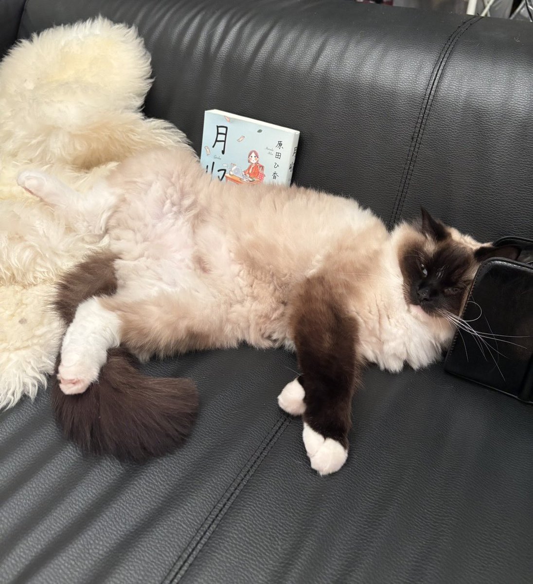 ゆのしー日常垢 tweet media