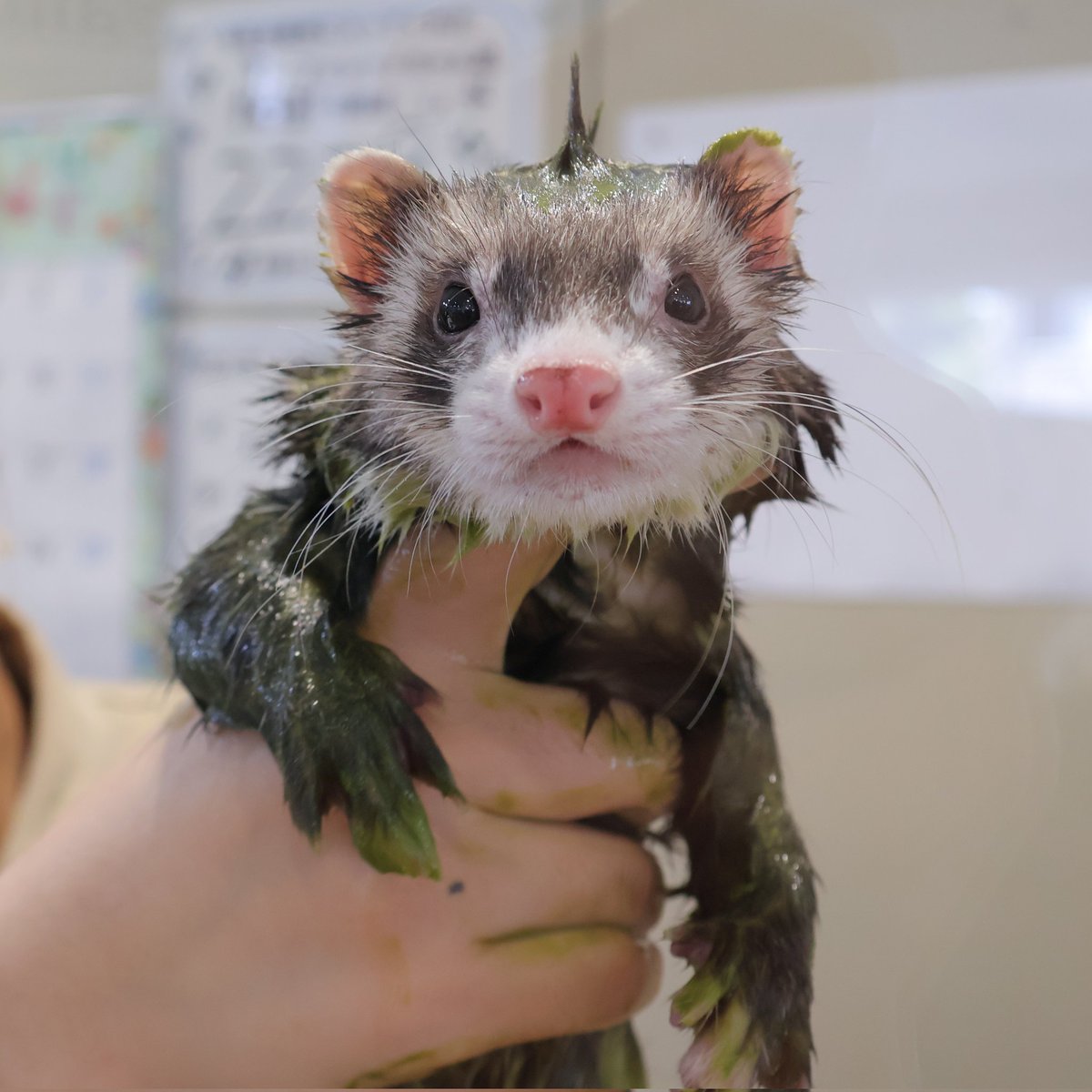 🥦のじしろ🥦 tweet media