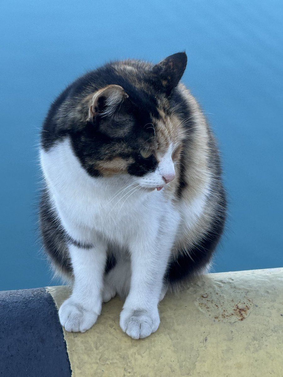 vptekv's tweet image. #beauty #cosmetics 
Уважаемые японцы, китайцы и корейцы!
Мне очень нравится косметика, я пересмотрела очень много видео с рекомендациями декоративной и уходовой косметики для лица, тела и волос. Подскажите, пожалуйста, средства, которые конкретно очень хорошо работают ~спасибо!