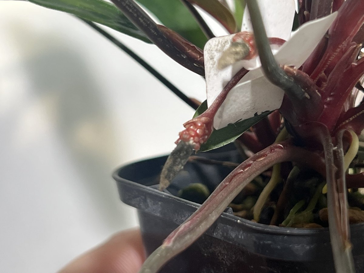 しょうた tweet media