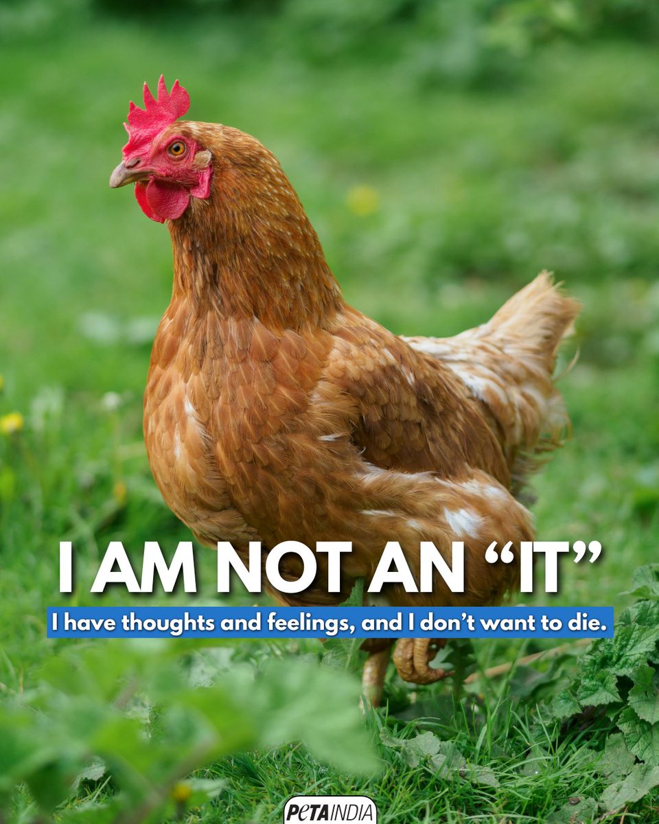 PetaIndia's tweet image. Chickens are intelligent beings with the capacity to feel pain – just like a dog, cat, or human – and they don’t want to die. 

#Chickens #SentientBeings #NotOursToEat #EndSpeciesism