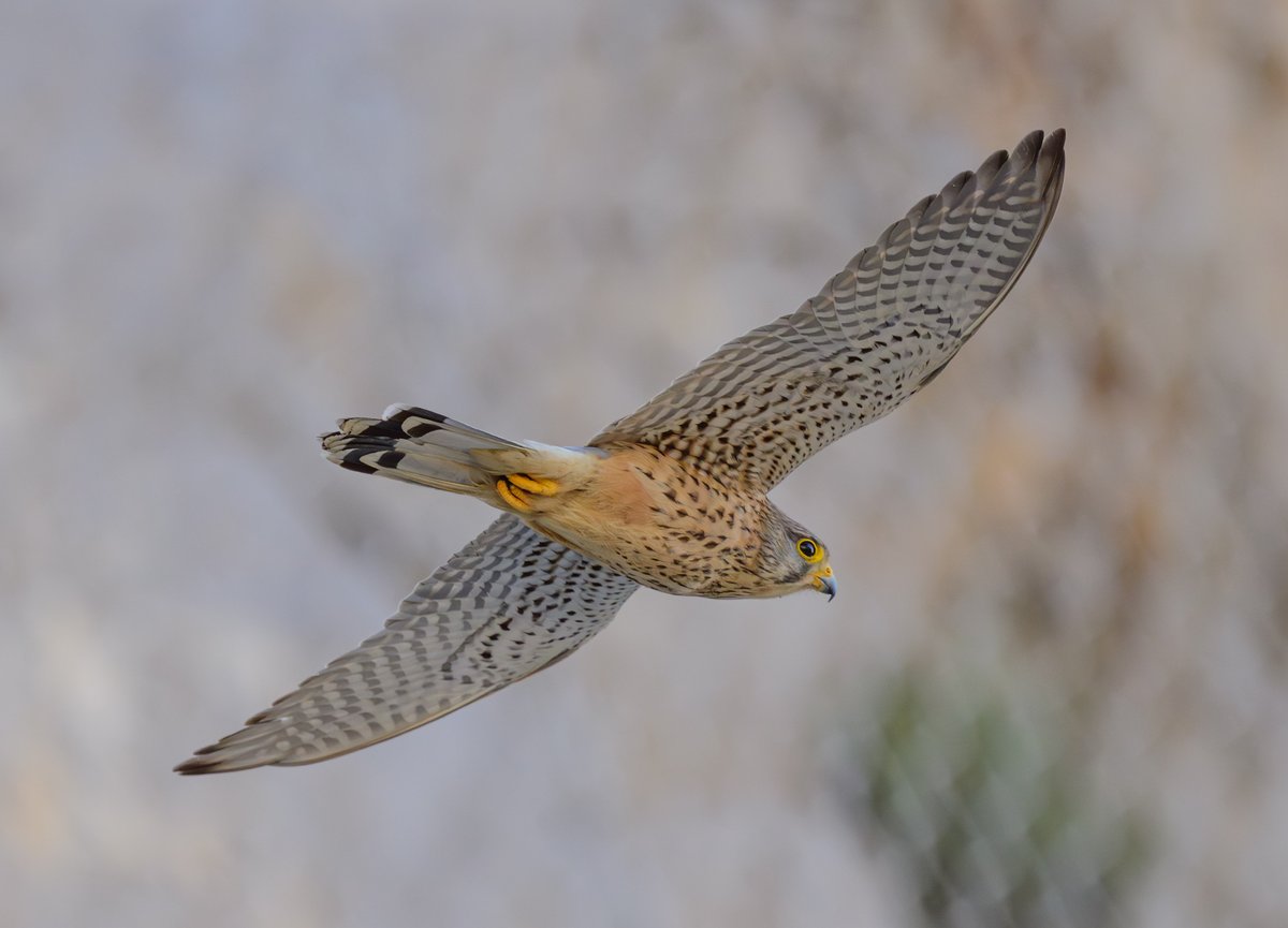 dparody's tweet image. Resident Kestrel on its early morning hunt #birding #Gibraltar