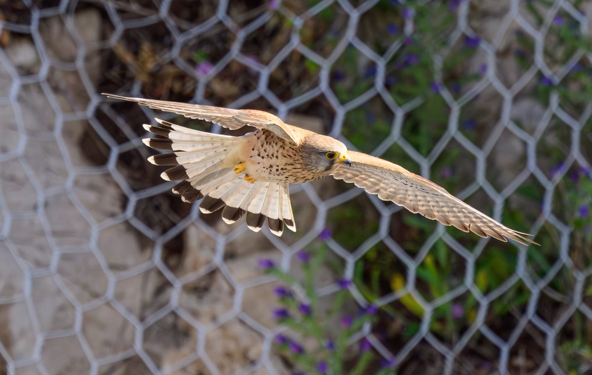 dparody's tweet image. Resident Kestrel on its early morning hunt #birding #Gibraltar