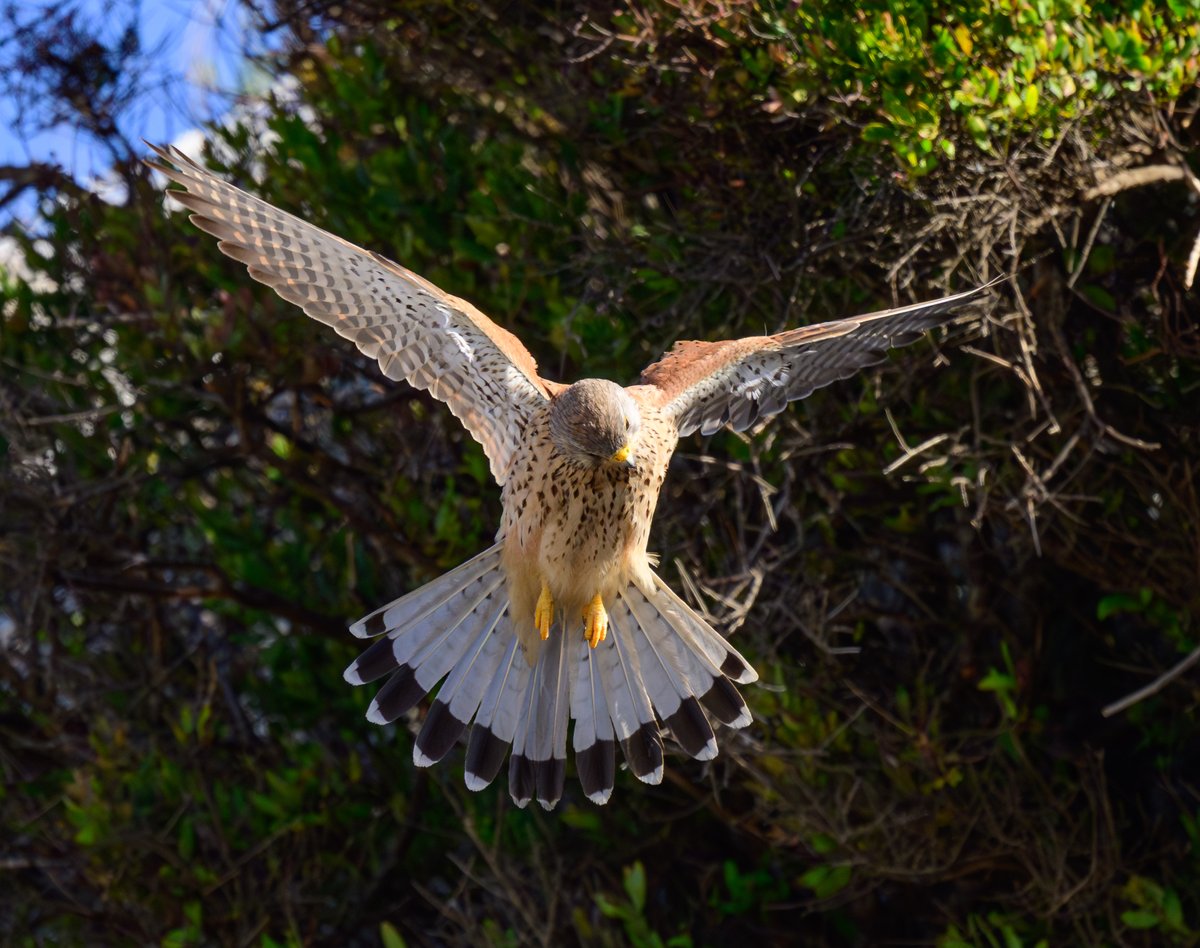 dparody's tweet image. Resident Kestrel on its early morning hunt #birding #Gibraltar