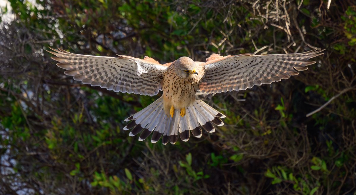 dparody's tweet image. Resident Kestrel on its early morning hunt #birding #Gibraltar