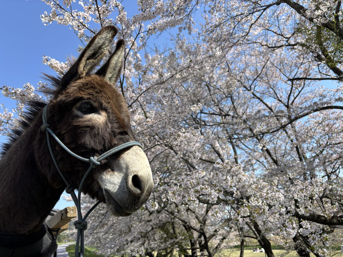 太郎丸 tweet media