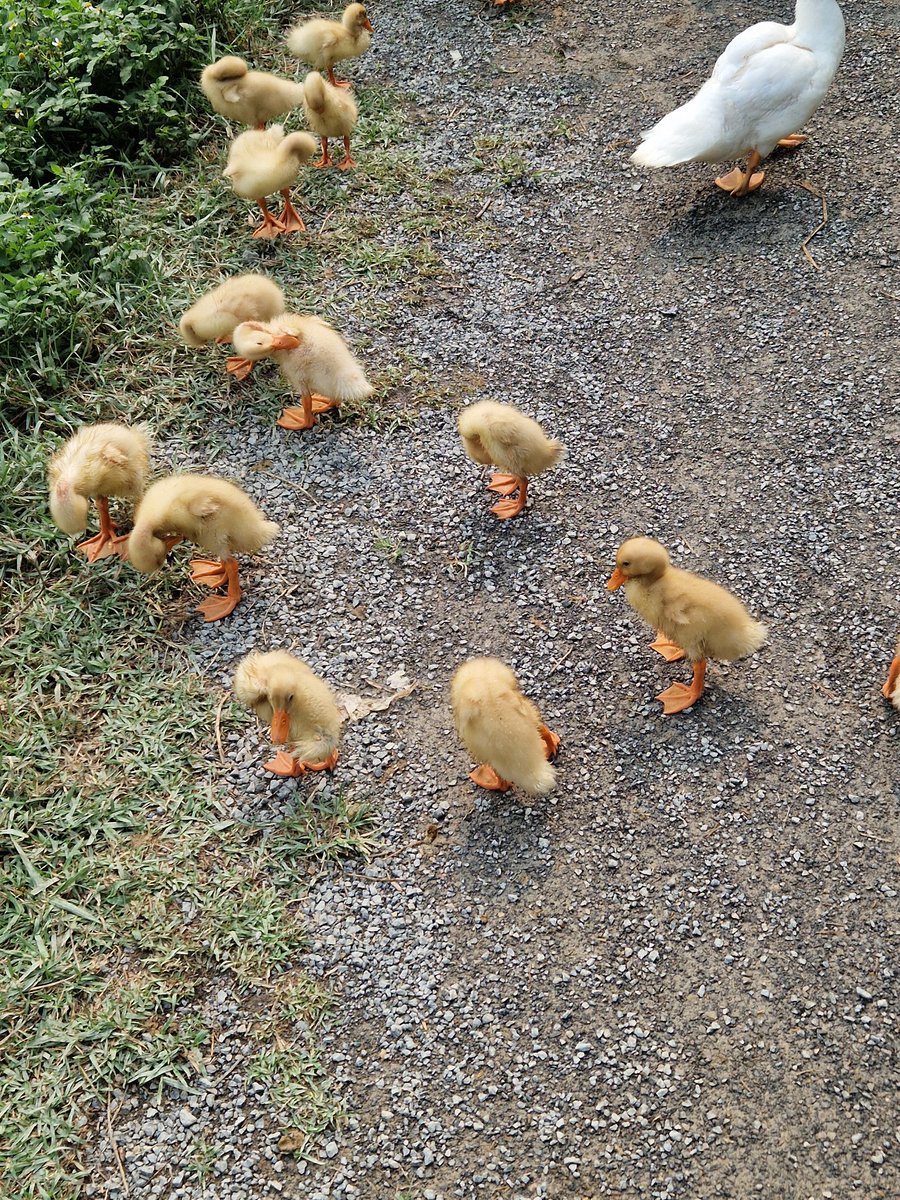 Sukani123's tweet image. In #Vietnam hat man Enten zum Fressen gerne!😈😈😈