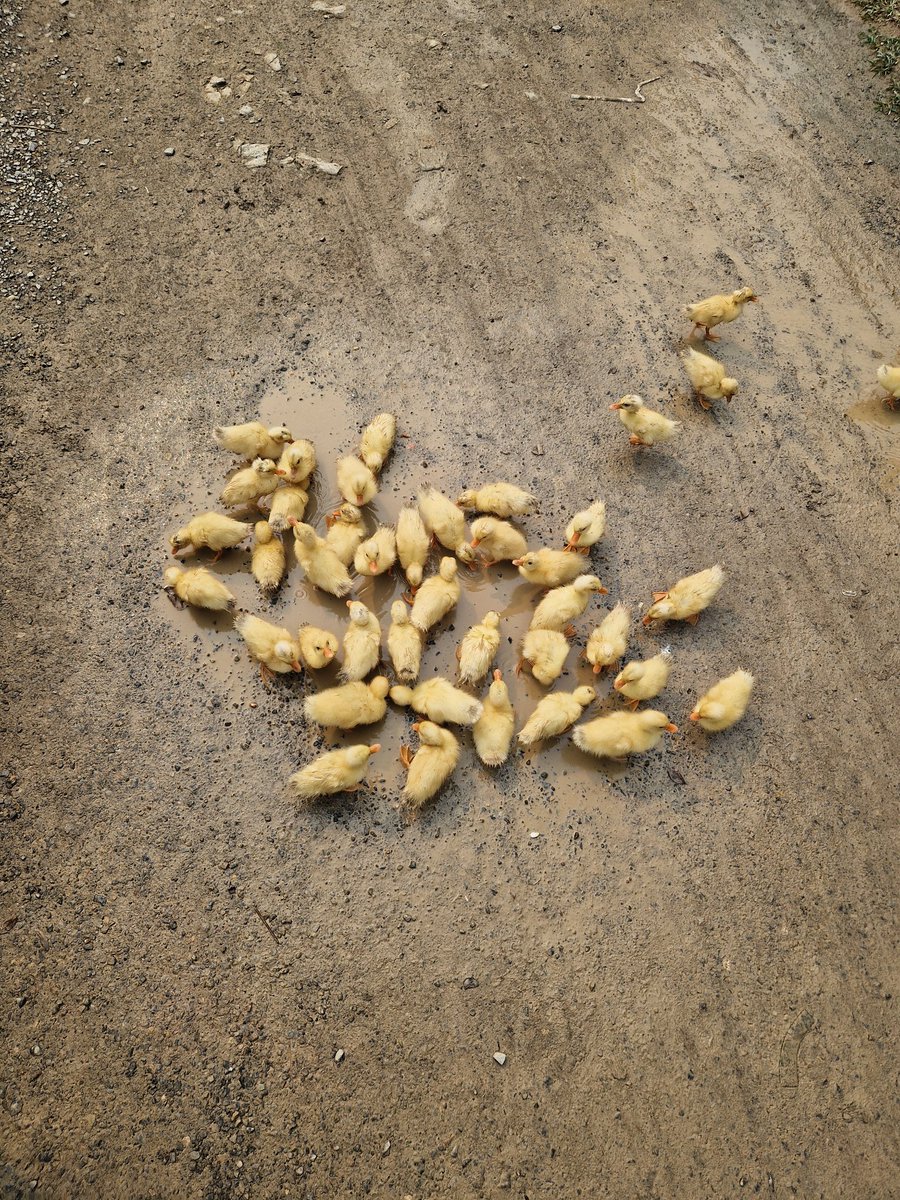 Sukani123's tweet image. In #Vietnam hat man Enten zum Fressen gerne!😈😈😈